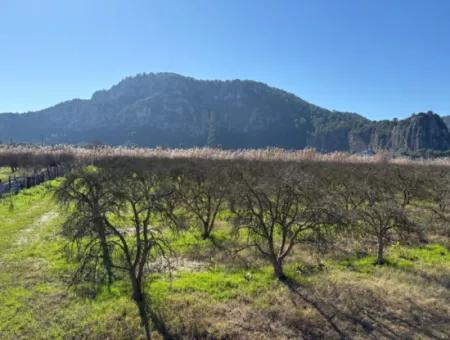 5985M2 5% Zoniertes Land Zum Verkauf In Dalyan Als Weinberggarten