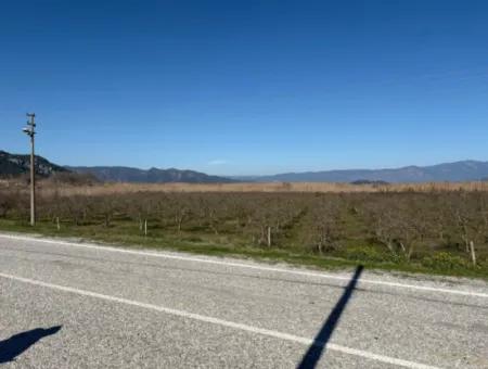 5985M2 5% Zoniertes Land Zum Verkauf In Dalyan Als Weinberggarten