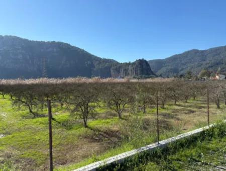 5985M2 5% Zoniertes Land Zum Verkauf In Dalyan Als Weinberggarten