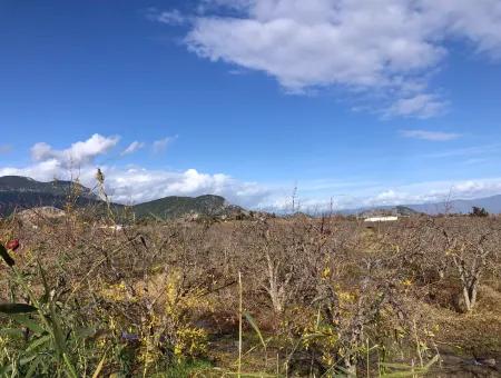 Grundstück Zu Verkaufen In Dalyan Istuzu Yollu Auf 24.000M2 Granatapfelgarten Zu Verkaufen