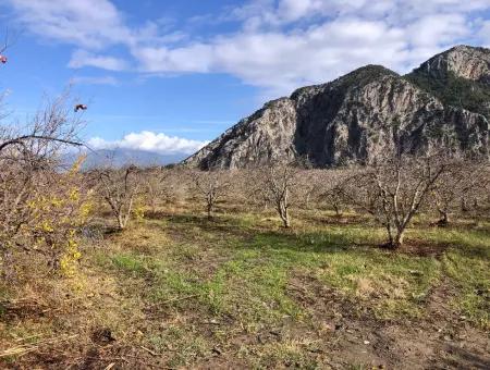 Grundstück Zu Verkaufen In Dalyan Istuzu Yollu Auf 24.000M2 Granatapfelgarten Zu Verkaufen