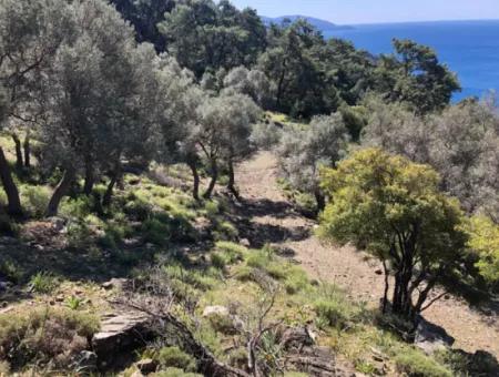 Grundstück Zum Verkauf Mit Meerblick In Çandir