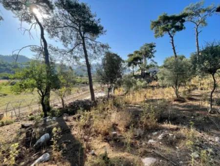 1.320M2 Feld Zum Verkauf Im Zentrum Von Çandır Am Wald