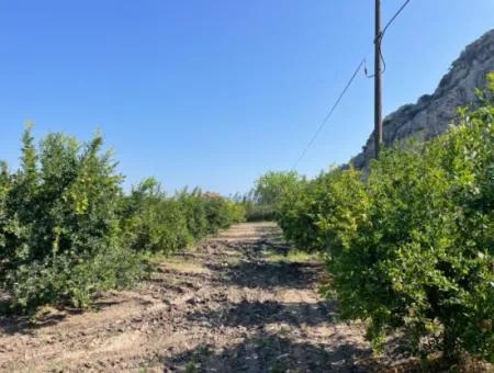 10.000 M2 Granatapfelgarten Zum Verkauf In Dalyan Arıkbaşı Und Gerendüzün