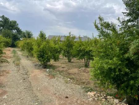 2.528M2 Feld Zum Verkauf In Der Nähe Des Zentrums Von Dalyan