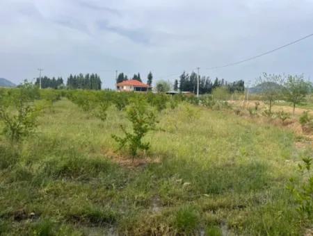 Feld Zu Verkaufen 6500M2 In Dalyan