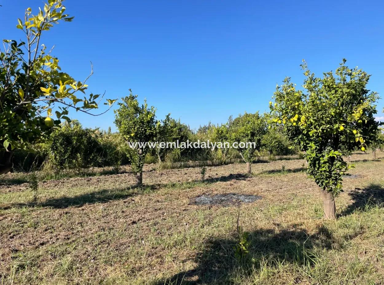 Land For Sale In Dalyan Close To The Center Of 6600M2