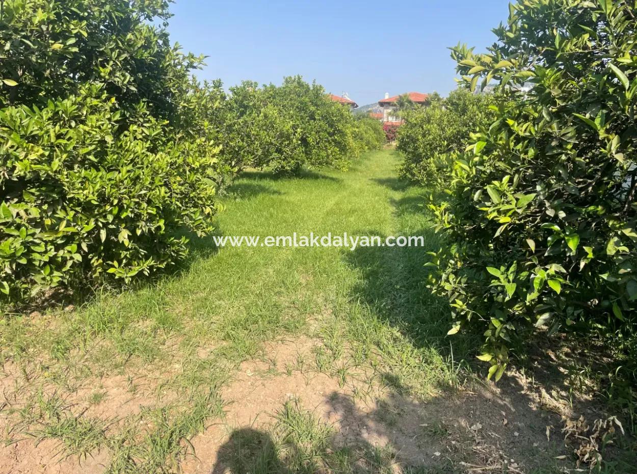 Land For Sale In Gulpinar, Dalyan 722M2