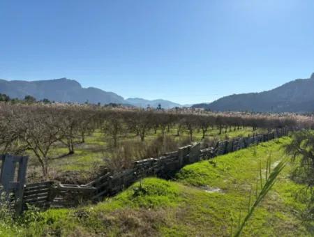 5985M2 5% Zoned Land For Sale In Dalyan As Vineyard Garden