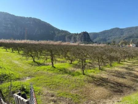 5985M2 5% Zoned Land For Sale In Dalyan As Vineyard Garden