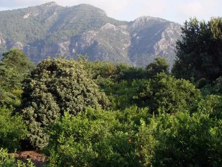 Near The Centre Of Dalyan In Dalyan Plot For Sale For Sale 987M2