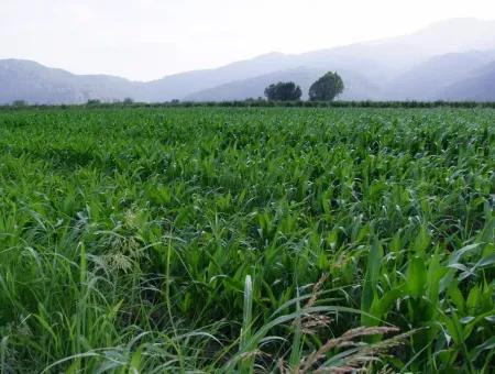 Farm For Sale Near The Centre Of Dalyan,14, 612M2 Farm For Sale