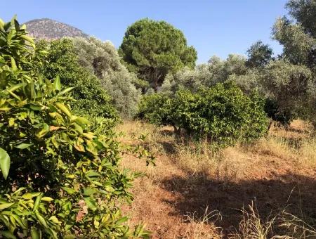 Land Field For Sale In Köyceğinz Yangi 9406M2 Land For Sale