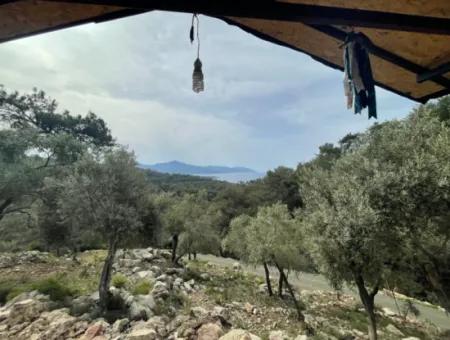 Olive House With Sea View In Ekincik Is For Sale