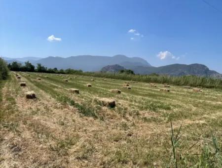 6,500M2 Field For Sale On The Iztuzu Road In Dalyan