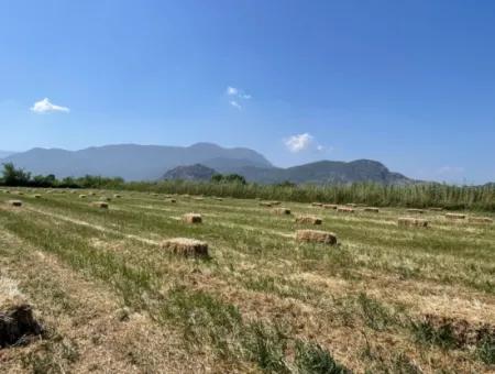 6,500M2 Field For Sale On The Iztuzu Road In Dalyan