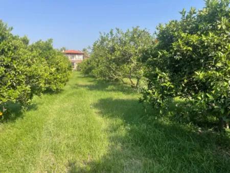 Land For Sale In Gulpinar, Dalyan 722M2