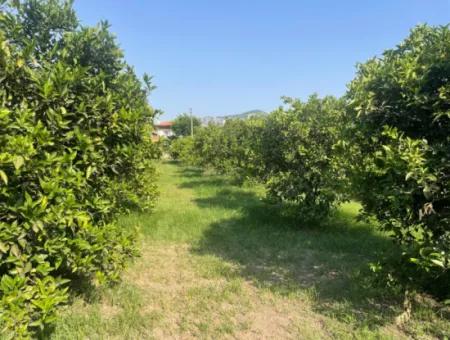 Land For Sale In Gulpinar, Dalyan 722M2