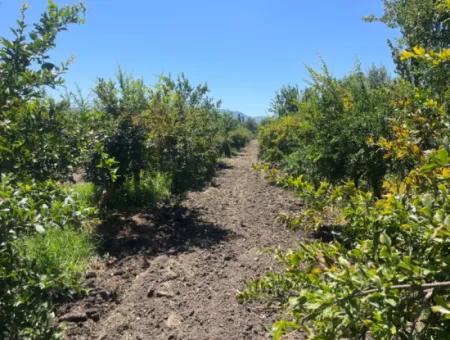 Road-New 6820M2 Pomegranate And Lemon Orchard Is For Sale In Tepearası