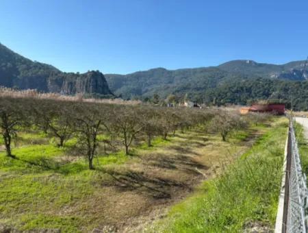 Dalyan'da Bağ Bahçe Olarak 5985M2 %5 İmarlı Satılık Arsa