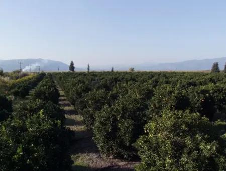 Tepearasında Satılık Bahçe Ortaca Tepearasında 65,000M2 Satılık Partakal Bahçe