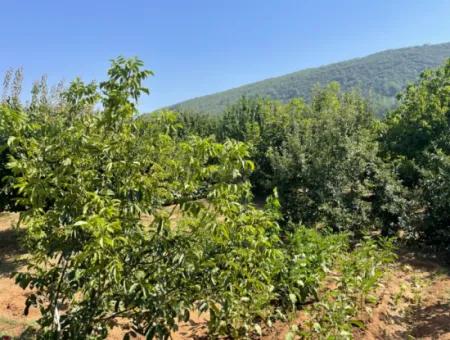 Muğla Ula Köprübaşı Mahallesin'de 2378M2 Arsa İçinde 3+1 Satılık Vlla