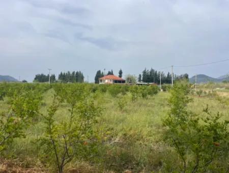 Dalyan'da 6500M2 Satılık Tarla